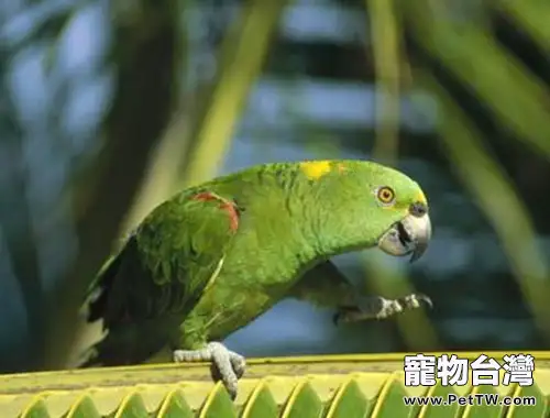 太平洋鸚鵡的繁殖條件