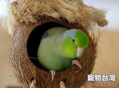 太平洋鸚鵡的繁殖注意事項(1圖)-寵物台灣
