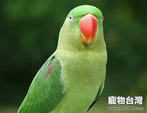 鳥兒的脖子為什麼不能連續轉動