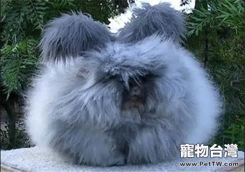 彩色長毛兔的飼養與管理技術(1圖)-寵物台灣