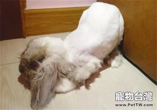 兔子夏天要剪毛嗎？
