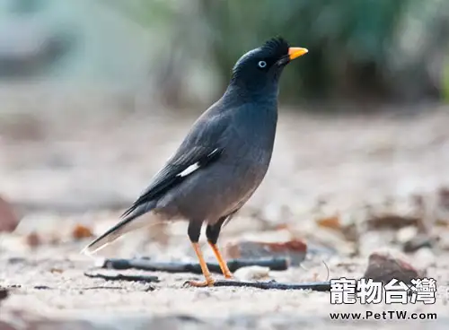 八哥鳥的形態特徵介紹(1圖)-寵物台灣
