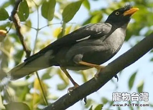 八哥鳥的餵食要求有哪些(1圖)-寵物台灣