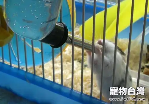 倉鼠不喝水是怎麼回事兒？
