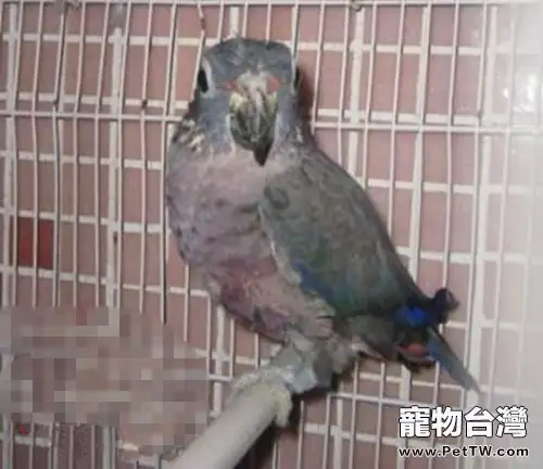 暗色鸚鵡的生活環境簡介(1圖)-寵物台灣