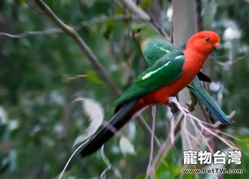 澳洲國王鸚鵡的形態特徵