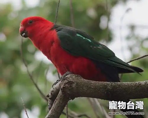 澳洲國王鸚鵡飼養環境介紹