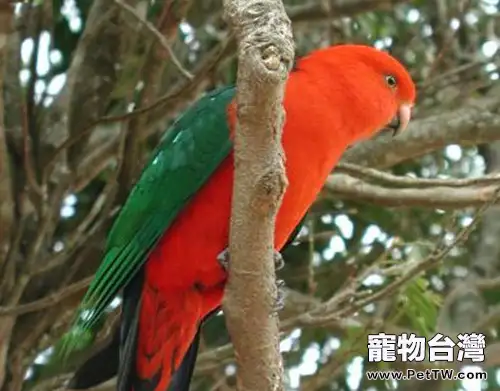 澳洲國王鸚鵡的餵食要點