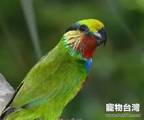 愛德華無花果鸚鵡品種簡介(1圖)-寵物台灣