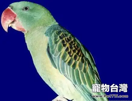 愛德華無花果鸚鵡的形態特徵(1圖)-寵物台灣