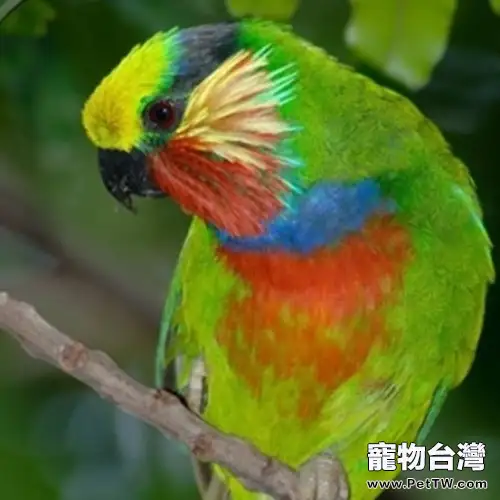 愛德華無花果鸚鵡的養護要點(1圖)-寵物台灣