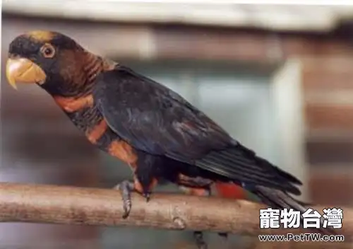 暗色吸蜜鸚鵡品種簡介(1圖)-寵物台灣