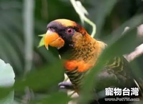 暗色吸蜜鸚鵡形態特徵(1圖)-寵物台灣