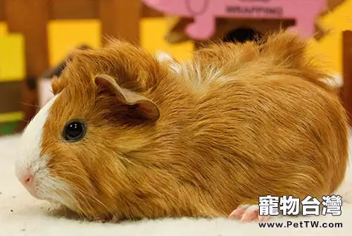 阿比尼西亞天竺鼠對環境的要求(1圖)-寵物台灣