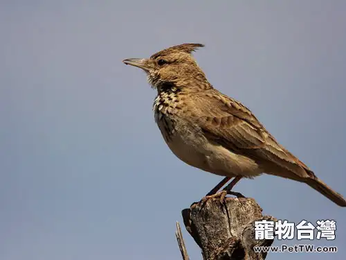 百靈鳥的外形特徵