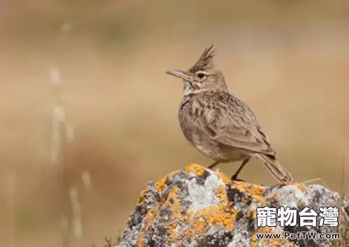 百靈鳥的生活環境要求