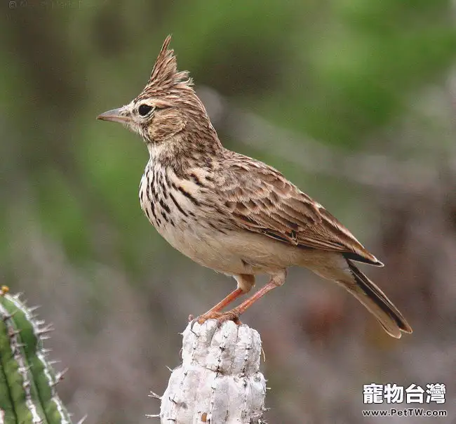 百靈鳥的飼料簡介