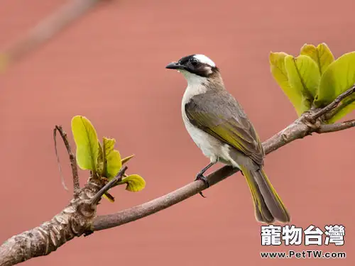白頭鵯的品種簡介(1圖)-寵物台灣